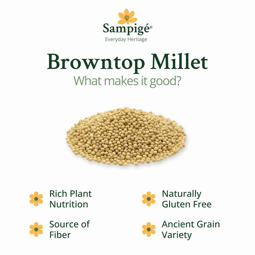 Sampige Browntop Millet