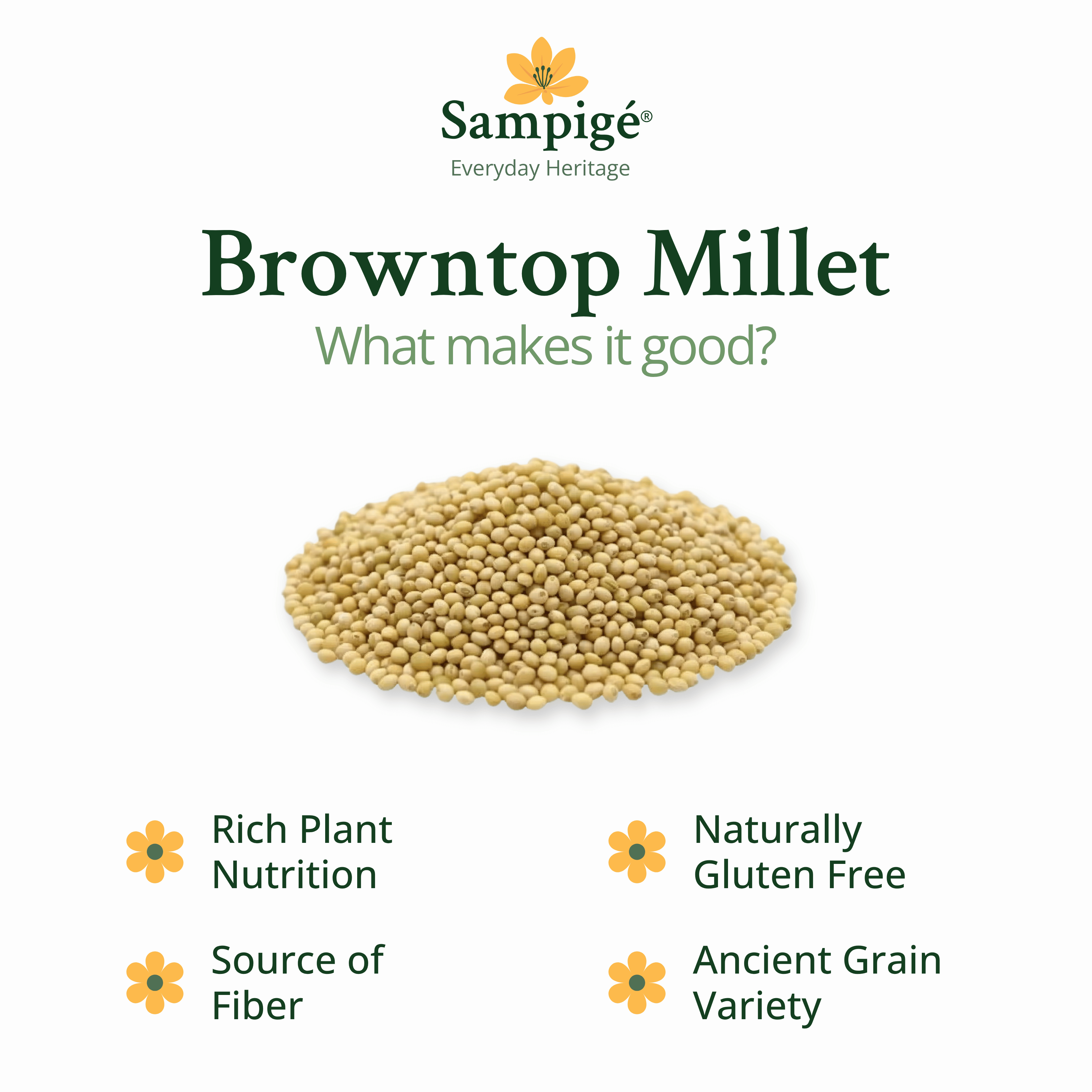 Sampige Browntop Millet