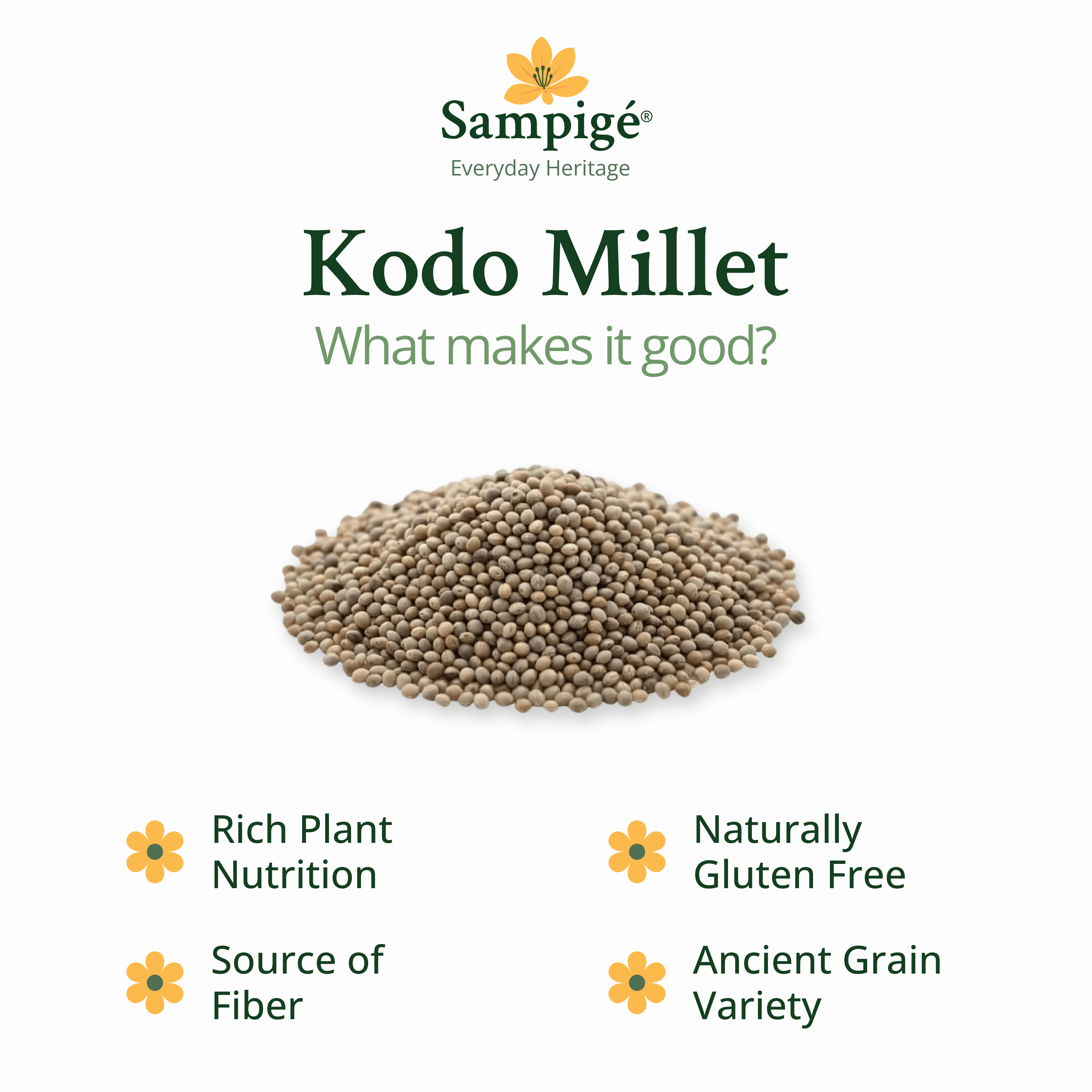 Sampige Kodo Millet